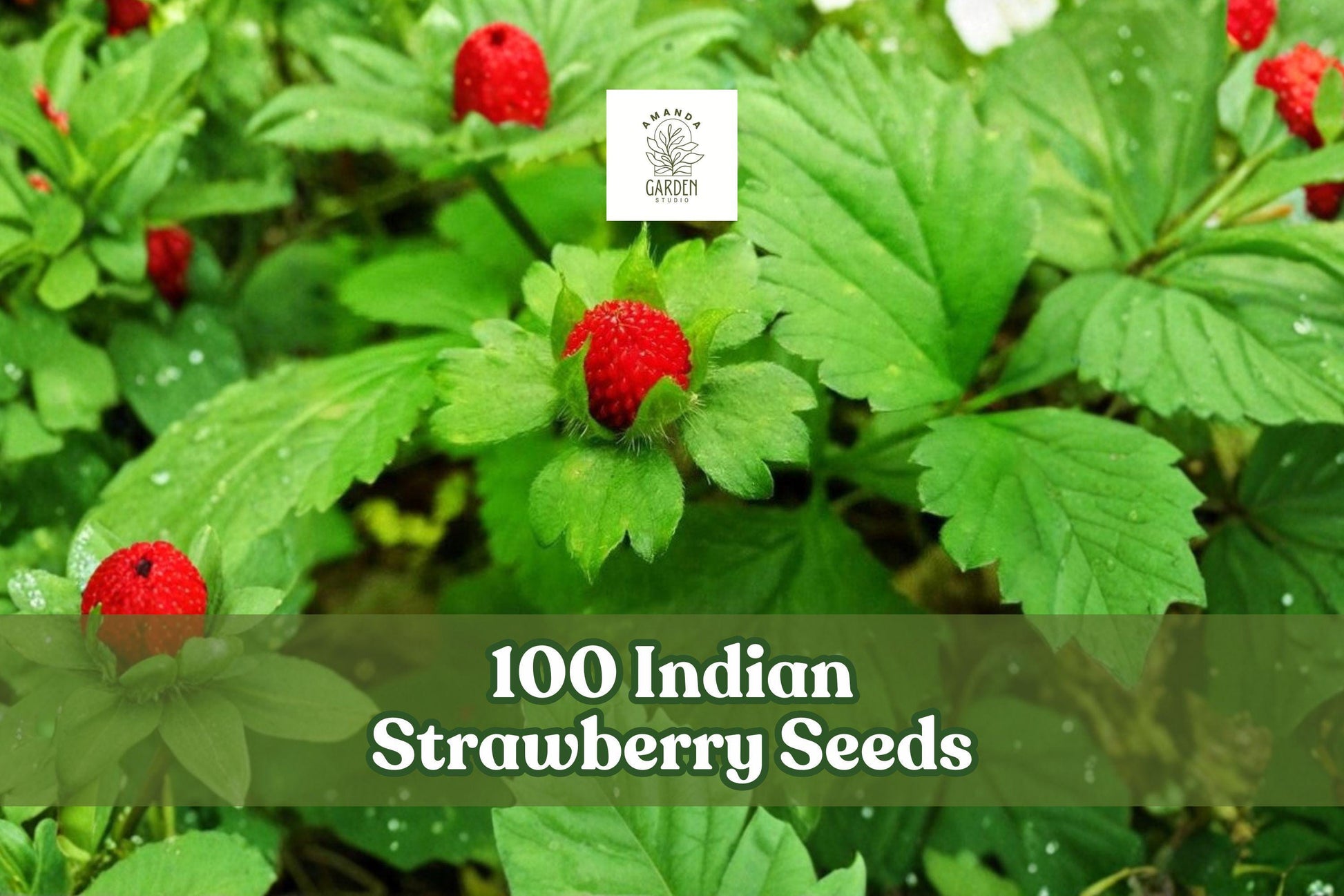 Indian Strawberry Seeds - 100 Count - Duchesnea indica - Fast-Spreading Ground Cover with Yellow Flowers & Red Fruits