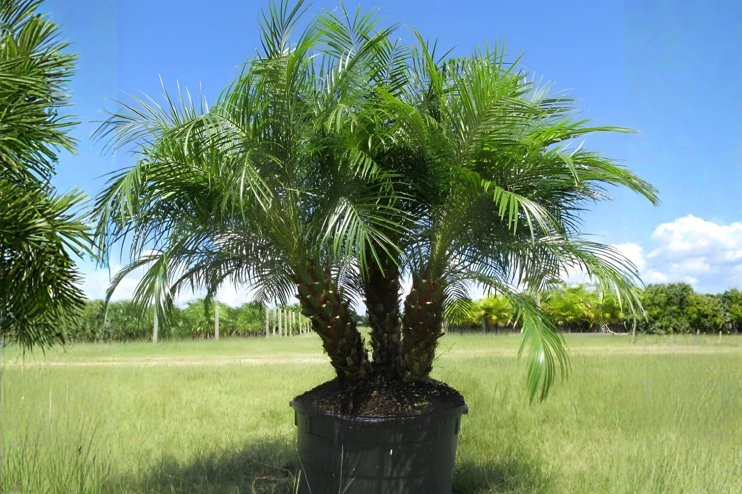 Pygmy Date Palm Seeds (5) - Phoenix roebelenii - Compact Indoor/Patio Palm - Easy to Grow & Ornamental