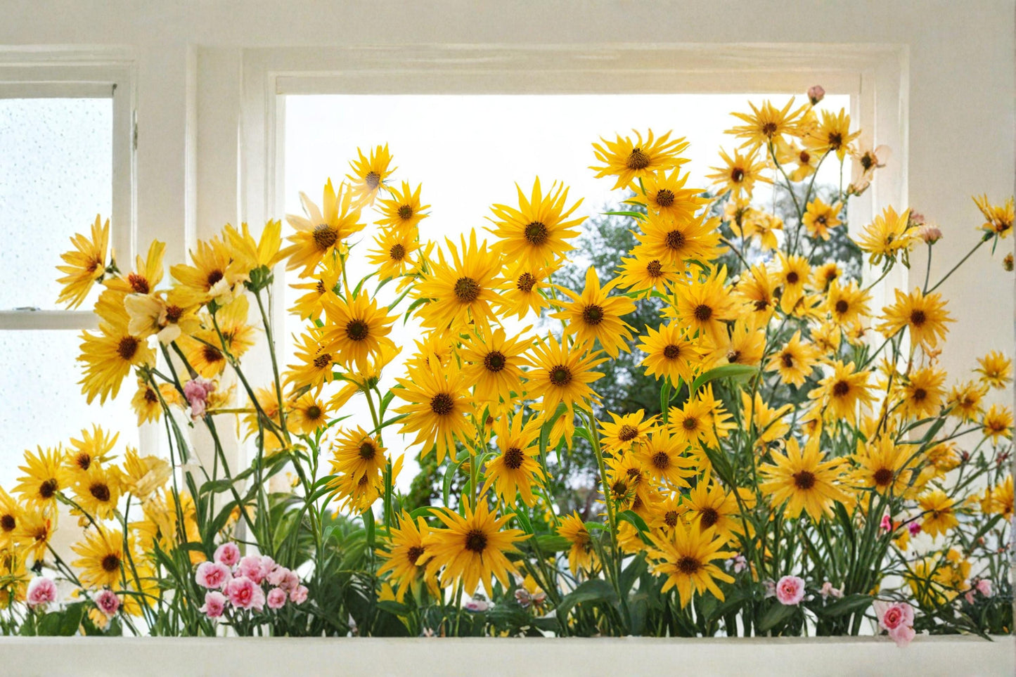 Maximilian Sunflower Seeds - 50 Count - Bright Yellow Perennial Wildflower - Helianthus maximiliani - Pollinator Friendly