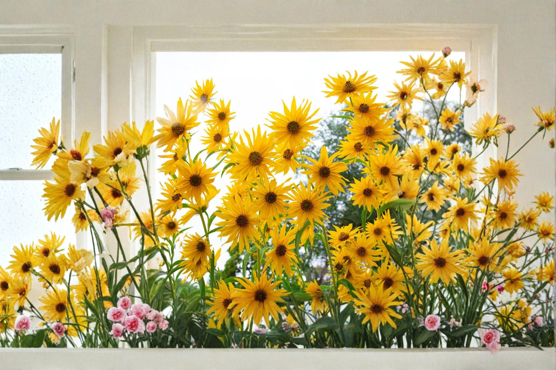 Maximilian Sunflower Seeds - 50 Count - Bright Yellow Perennial Wildflower - Helianthus maximiliani - Pollinator Friendly