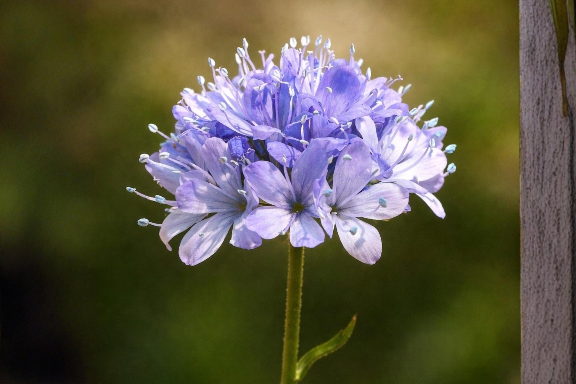 Globe Gilia Seeds (100) | Blue Flower Wildflower | Gilia capitata | Perfect for Pollinator Gardens & Borders