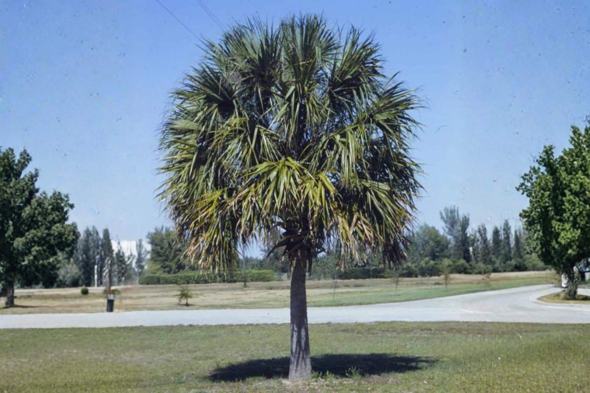 Cabbage Palm Seeds - 5 Seeds Sabal palmetto - Evergreen Coastal Palm with Fan-shaped Leaves and Creamy White Flowers