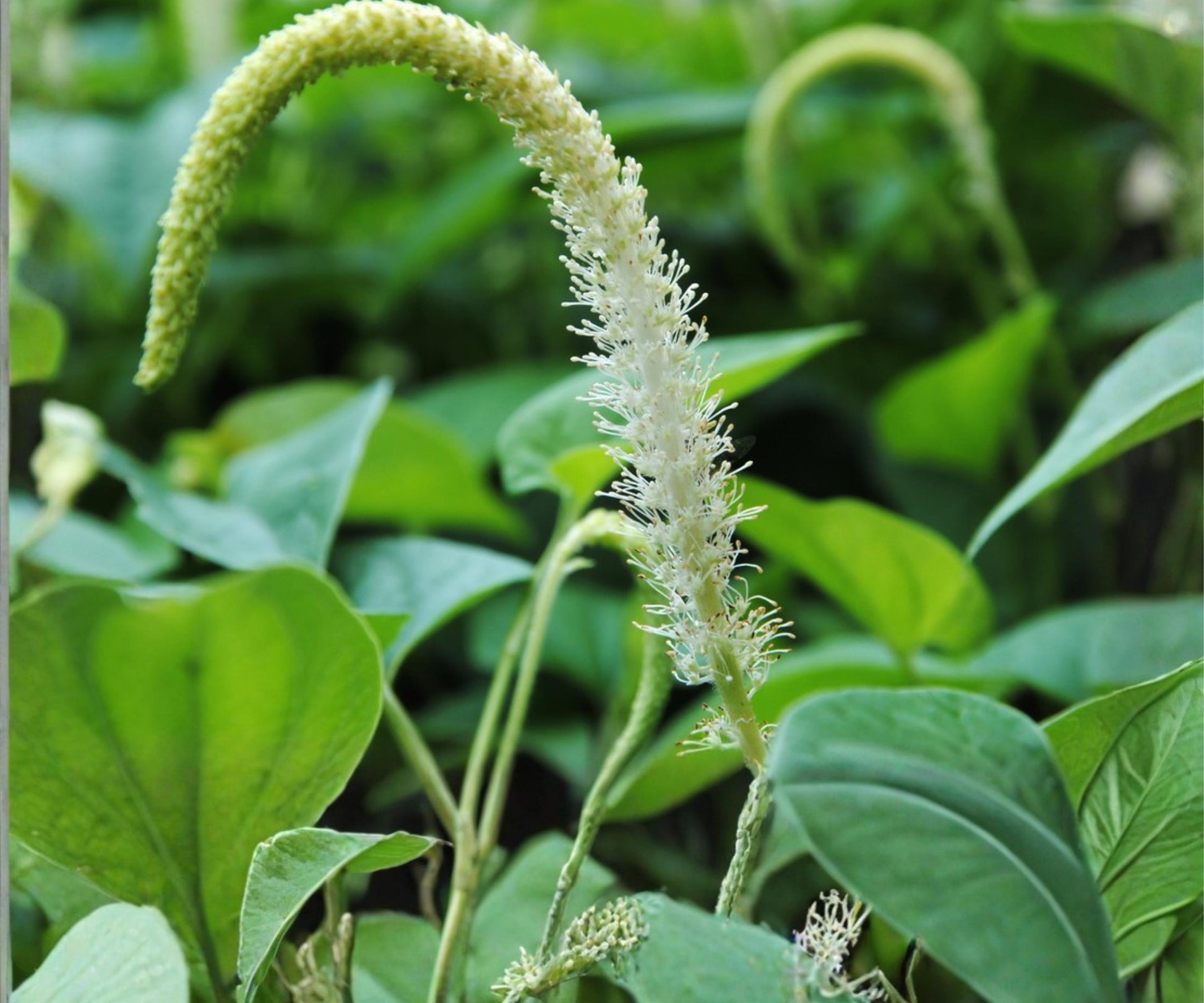 Live Lizard's Tail Plant 2" Pot - Hardy Aquatic Marginal Plant, White Flowers, Saururus cernuus - Perfect for Ponds & Bogs