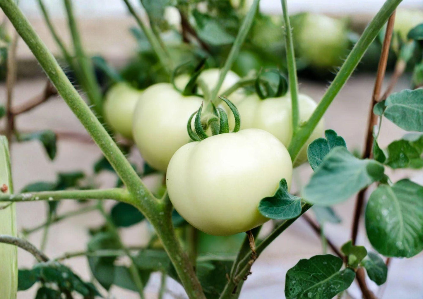 Great White Tomato Seeds - 120+ Heirloom Non-GMO Beefsteak Seeds - Solanum Lycopersicum - Rare Garden Planting Seeds