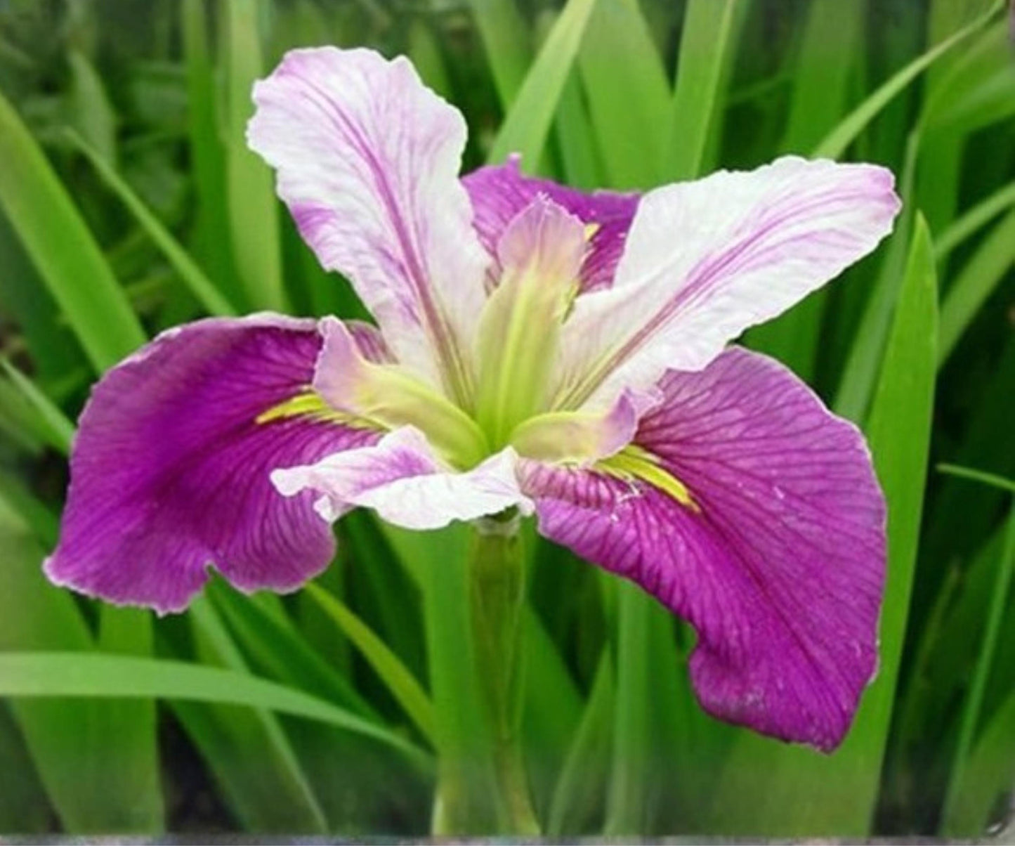 Live Louisiana Iris Plant – Colorific Variety in 2" Pot – Hardy Aquatic Marginal Bog Flower – Iris x Louisiana ‘Colorific’
