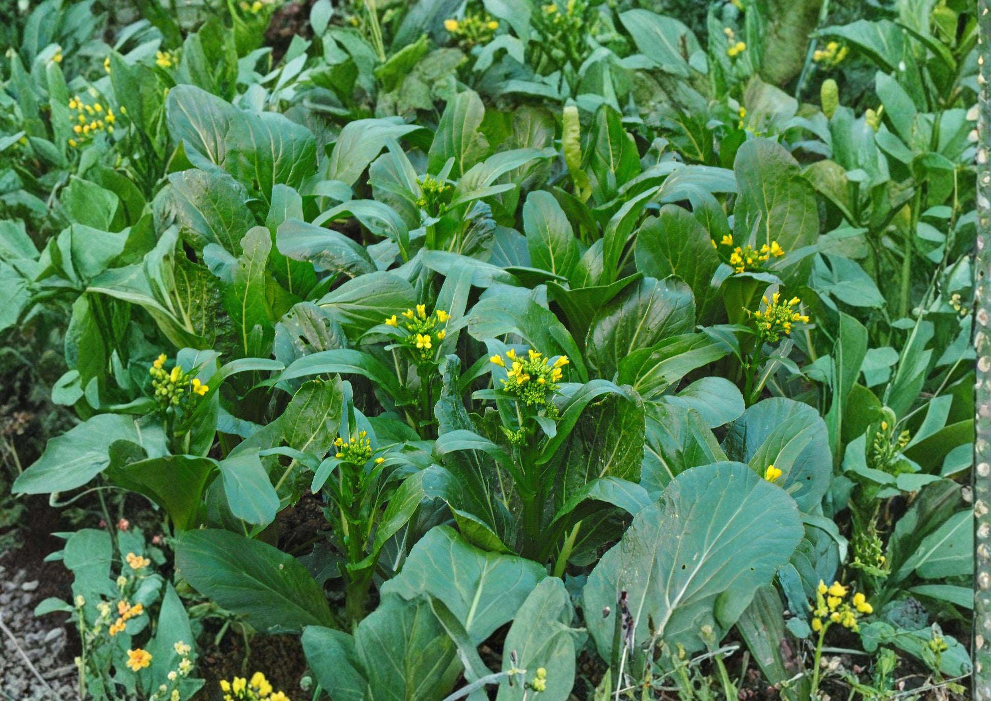 Yu Choy Choi Sum Seeds - 500+ Heirloom Non-GMO Chinese Flowering Cabbage Brassica Vegetables for Garden