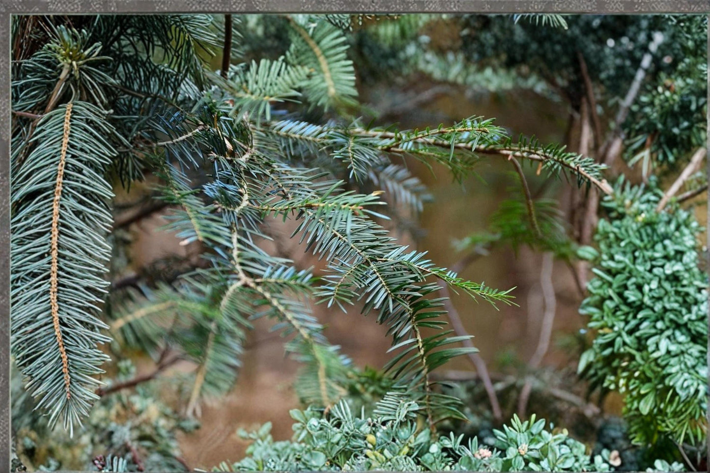 European Silver Fir Seeds - 10 Abies alba - Evergreen Conifer with Dark Green Needles & Silvery Undersides