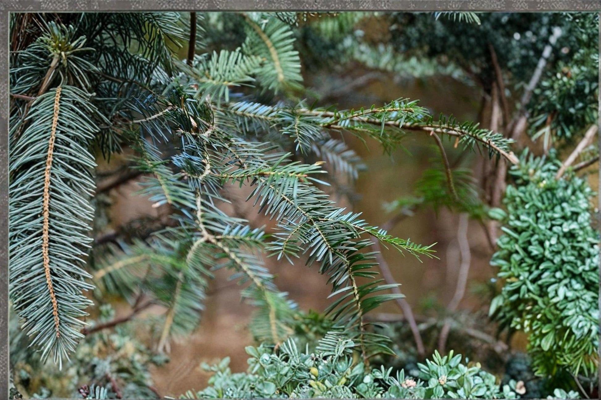 European Silver Fir Seeds - 10 Abies alba - Evergreen Conifer with Dark Green Needles & Silvery Undersides