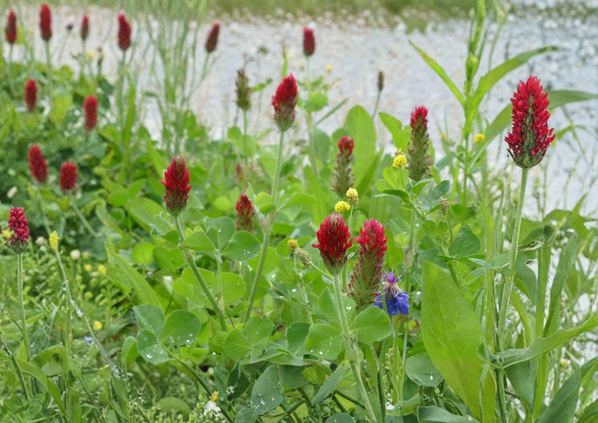 Crimson Clover Seeds 1200+ Heirloom Non-GMO Trifolium Incarnatum Red Cover Crop Pollinator Garden Seeds