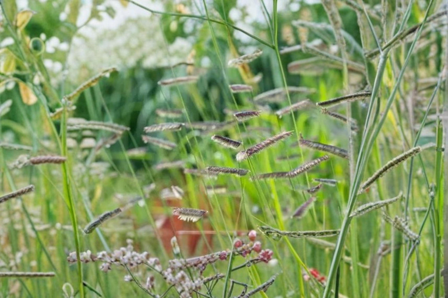 Blue Grama Seeds 100 Count - Drought Tolerant Grass - Bouteloua gracilis - Low Maintenance Perennial for Full Sun Landscapes