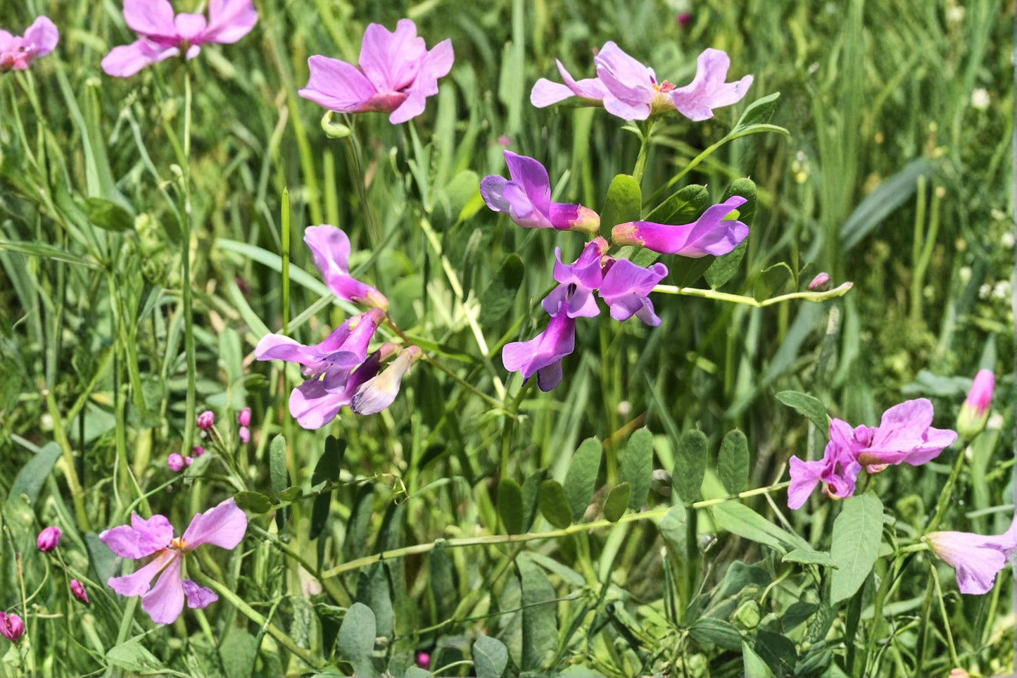 American Vetch Seeds - 25 Count - Purple Flower Vine - Vicia americana - Perennial Legume for Soil Enrichment and Climbing Growth