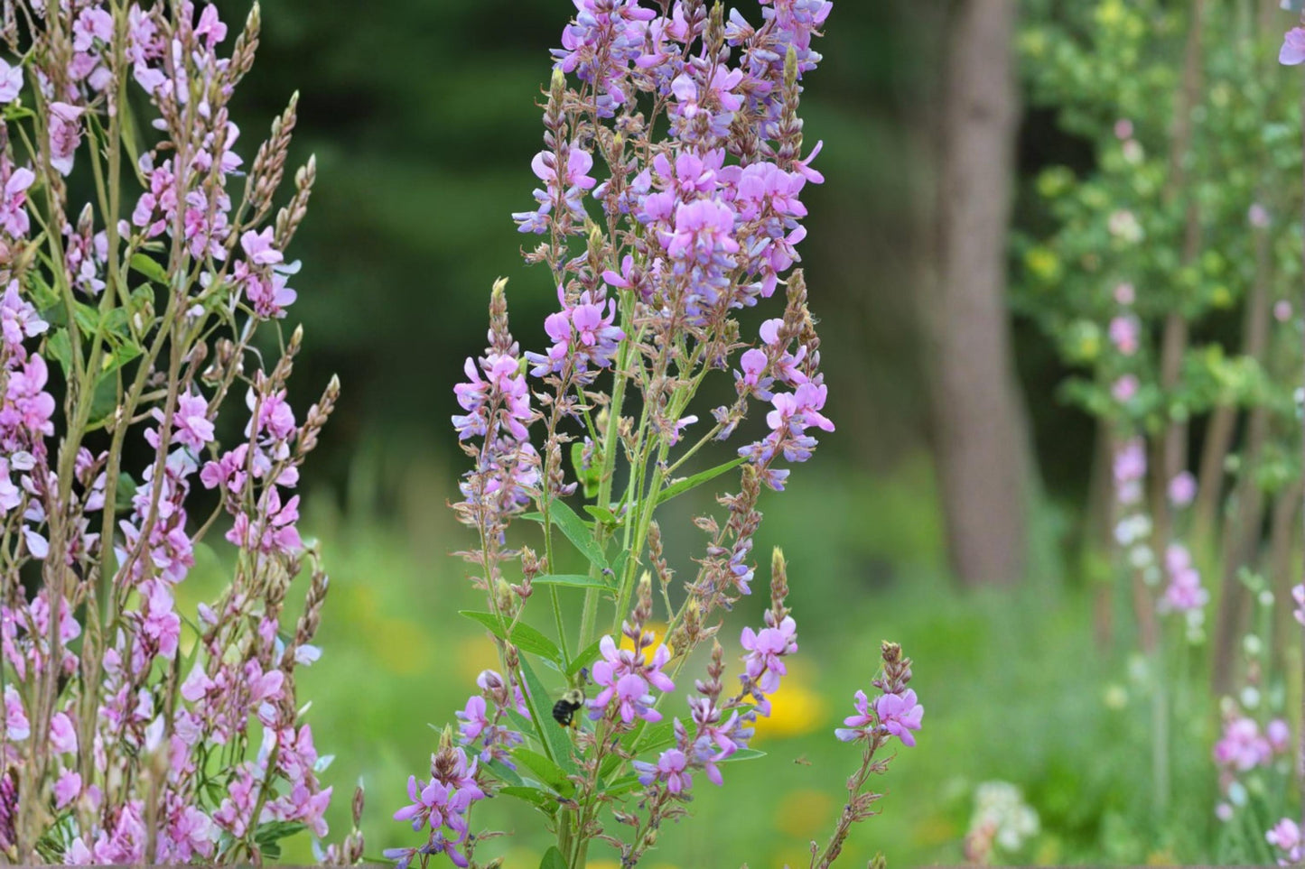 Showy Tick Trefoil Seeds - 25 Count - Pink Purple Wildflower - Desmodium canadense - Perennial Legume for Prairie & Woodland