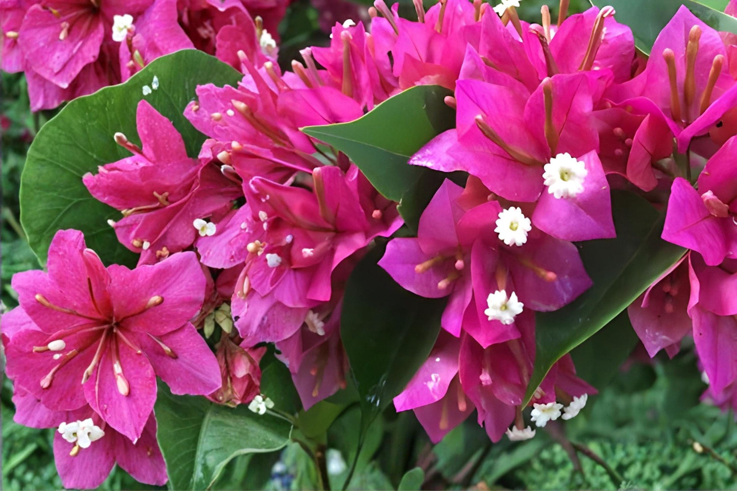 Fuchsia Bougainvillea Cuttings | 7 Live Unrooted | Bougainvillea spectabilis | Tropical Vine for Gardens & Containers