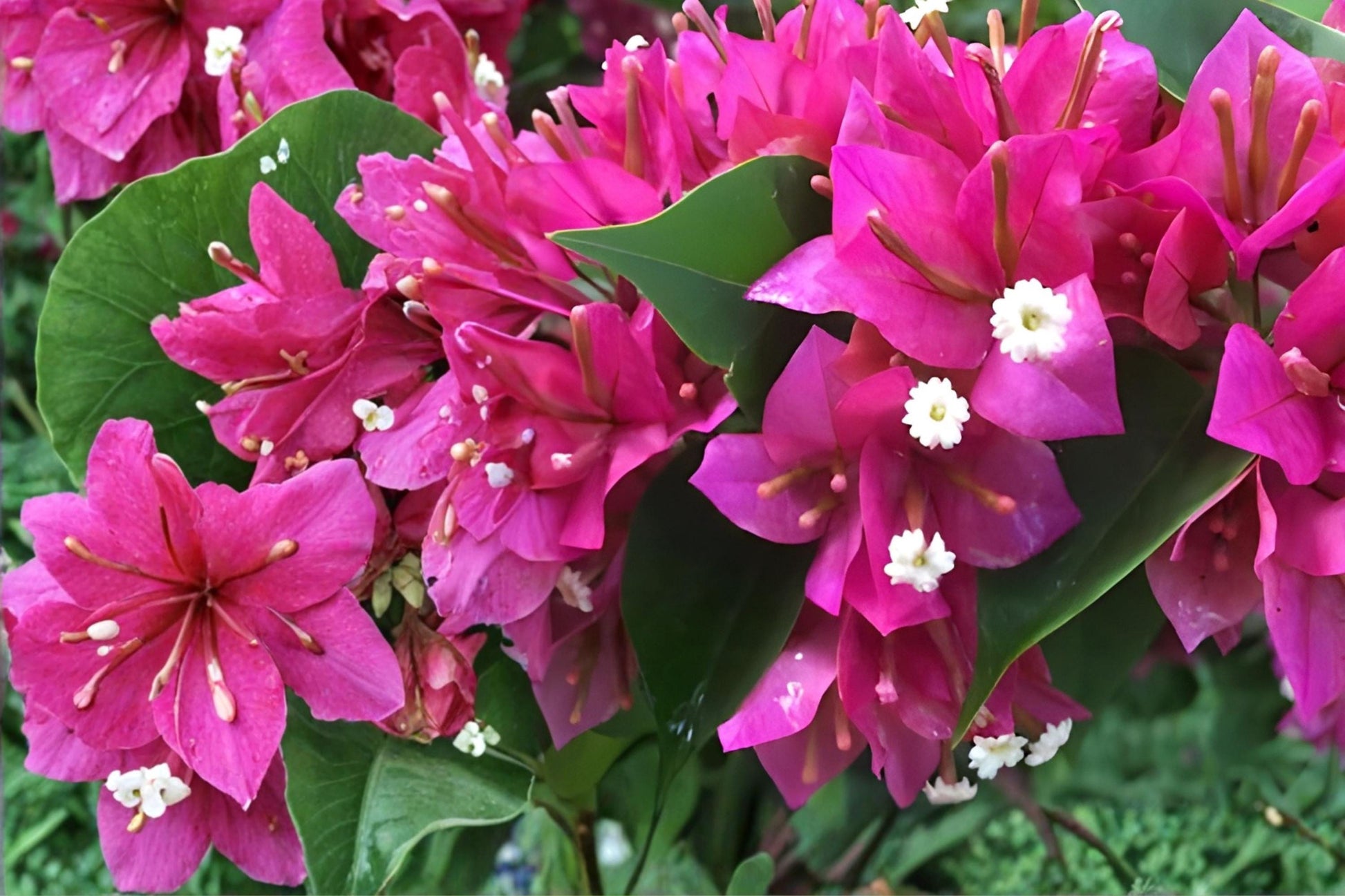 Fuchsia Bougainvillea Cuttings | 7 Live Unrooted | Bougainvillea spectabilis | Tropical Vine for Gardens & Containers