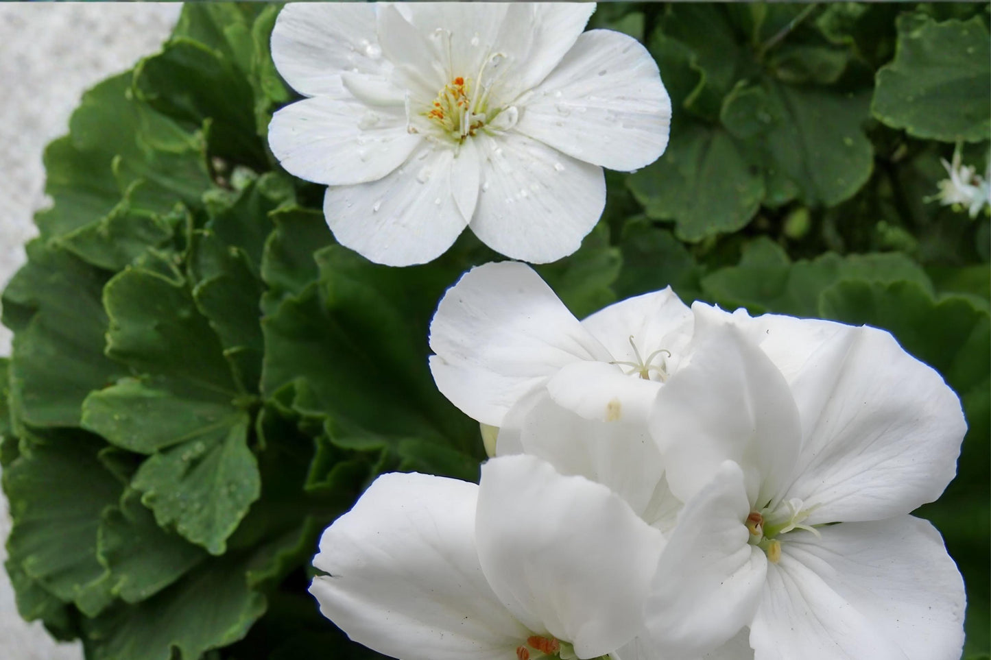 White Zonal Geranium Cuttings | 3 Live Unrooted Cuttings | Pelargonium | Classic White Flowering Plant