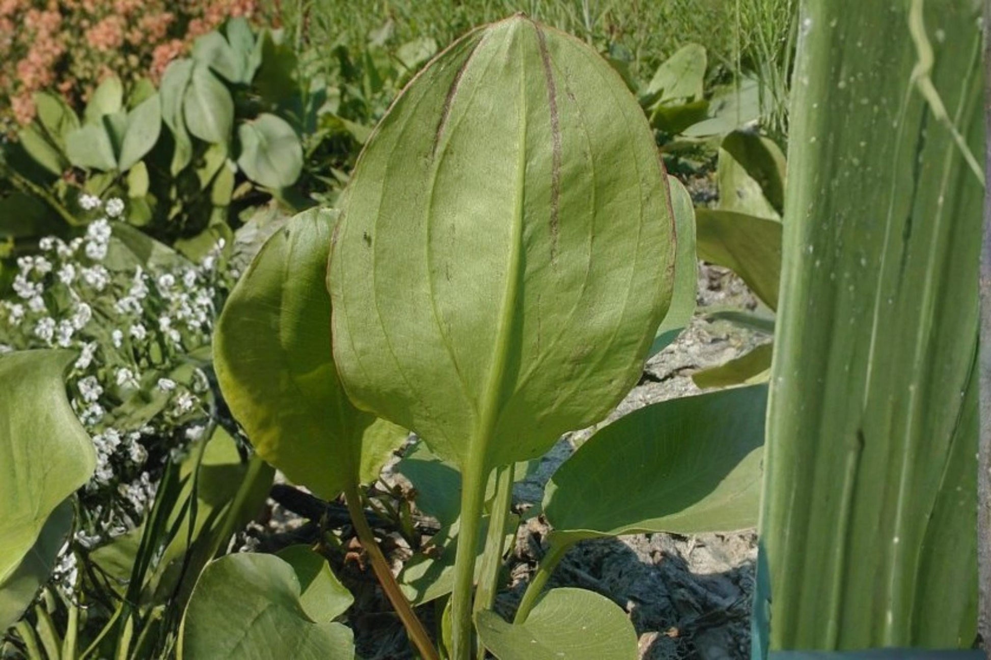 Large-Flowered Water Plantain Seeds - 100 Seeds - Alisma triviale - Aquatic Perennial with White to Pale Pink Flowers