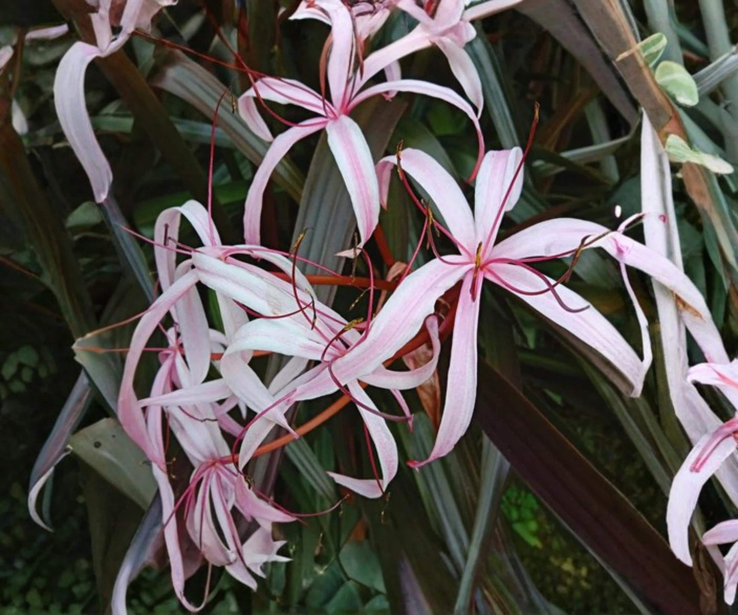 Live Red Bog Lily Plant 2" Pot - Crinum Menehune Tropical Aquatic Marginal with Pink Flowers - Ideal for Ponds and Water Gardens