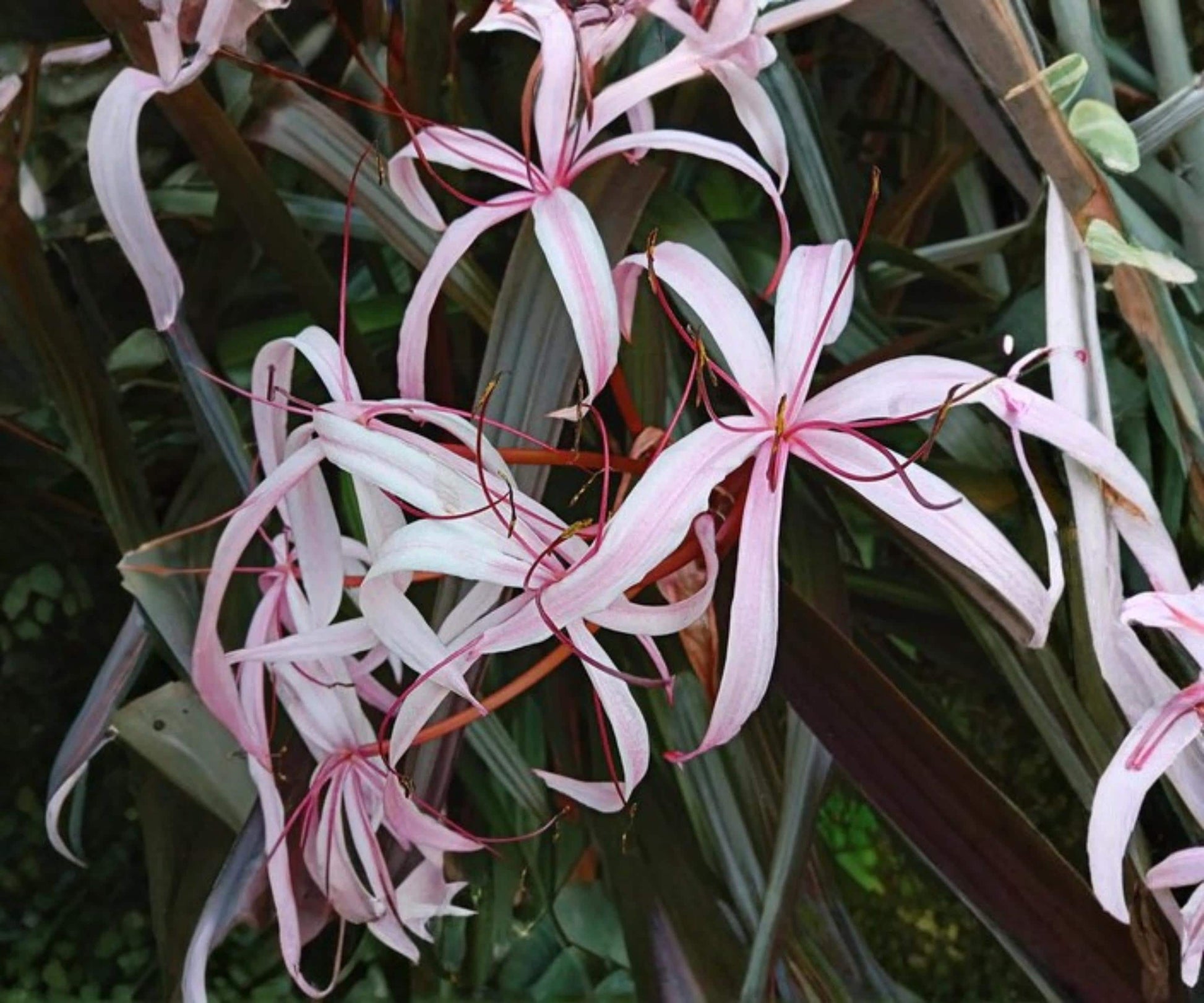 Live Red Bog Lily Plant 2" Pot - Crinum Menehune Tropical Aquatic Marginal with Pink Flowers - Ideal for Ponds and Water Gardens