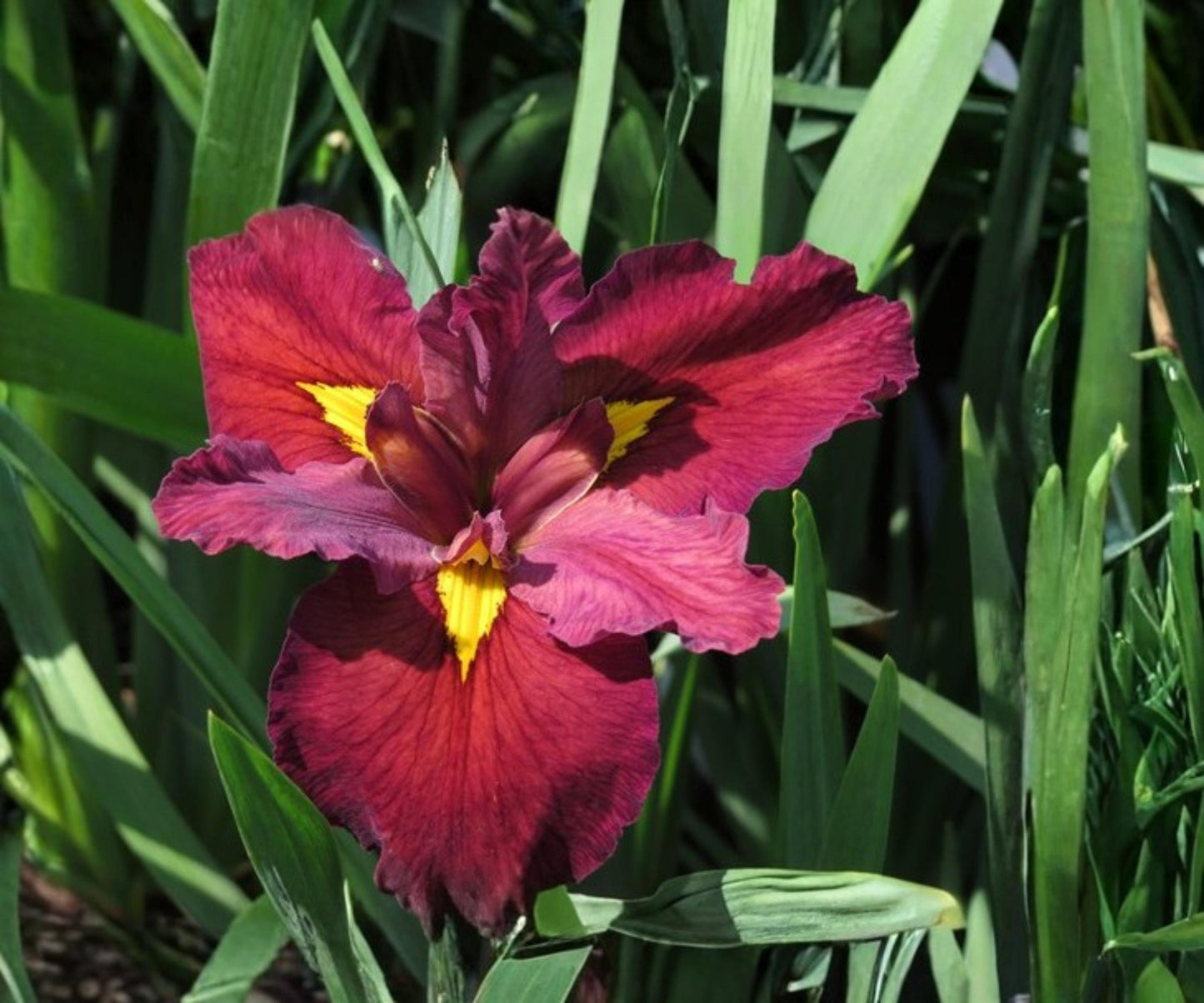 Ann Chowning Louisiana Iris Plant - Hardy Red Aquatic Marginal Flower - Live Bog Plant (Iris 'Ann Chowning')