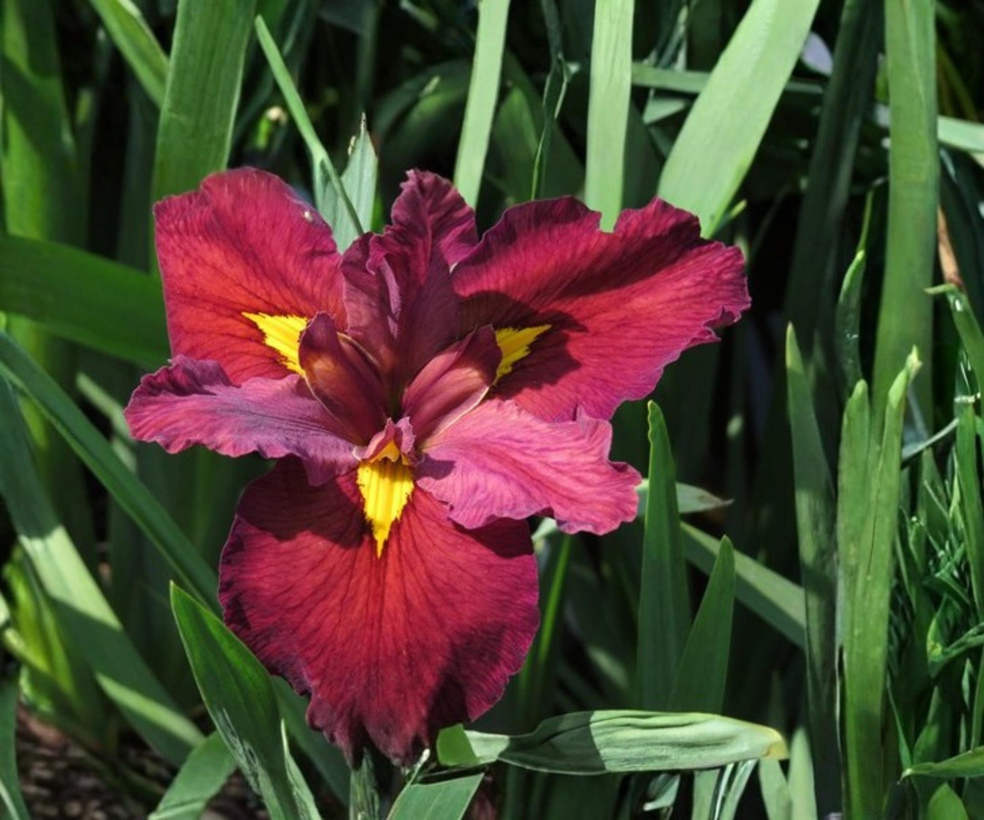 Ann Chowning Louisiana Iris Plant - Hardy Red Aquatic Marginal Flower - Live Bog Plant (Iris 'Ann Chowning')