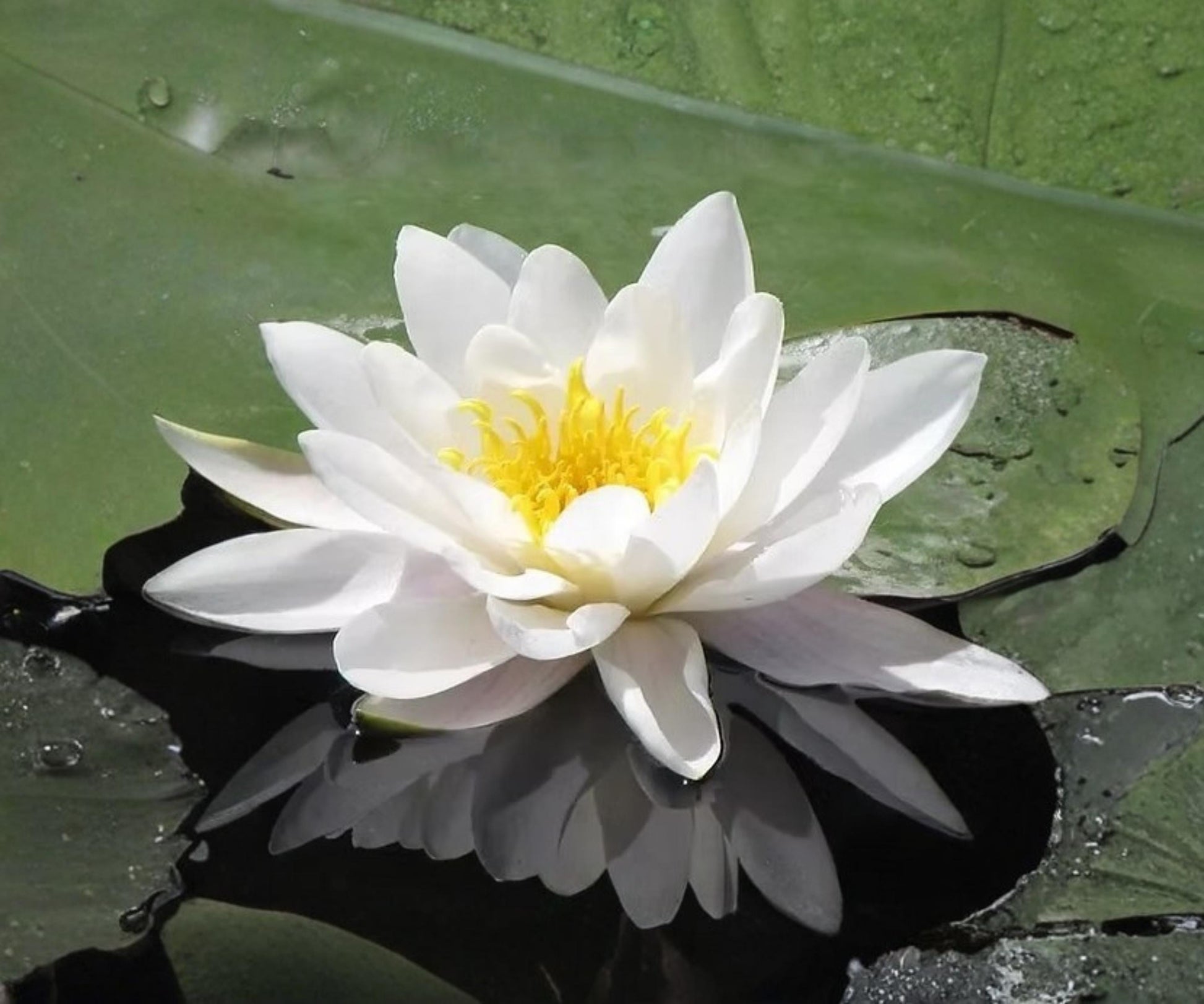 Marliacea Albida Water Lily Live Plant - Hardy White Aquatic Flower - Nymphaea ‘Marliacea Albida’ - Ideal for Ponds & Water Gardens