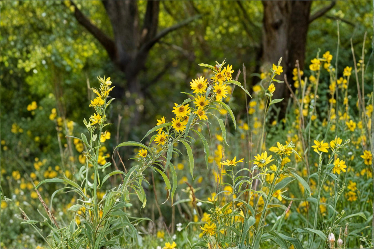 Maximilian Sunflower Seeds - 100 Perennial Yellow Wildflower Seeds - Helianthus maximiliani for Pollinator Gardens
