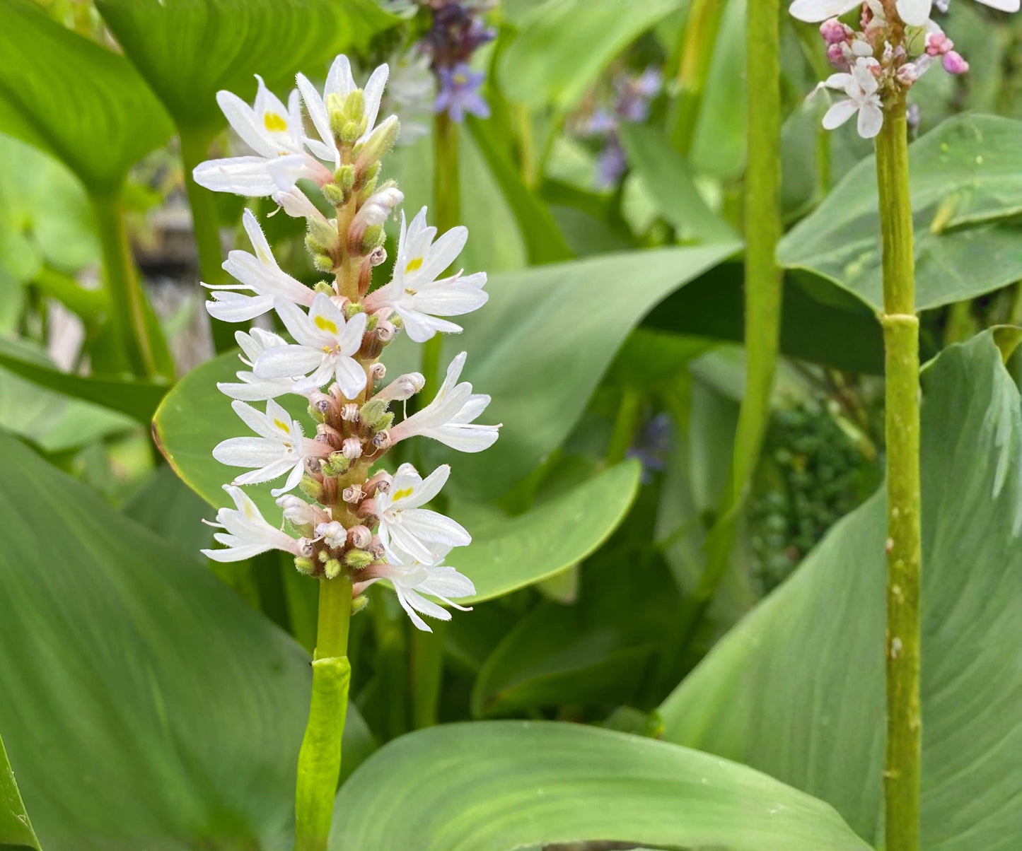 White Pickerel Weed - Live Aquatic Marginal Plant - Pontederia cordata - Hardy Bog Flower - 2" Pot - Attracts Pollinators