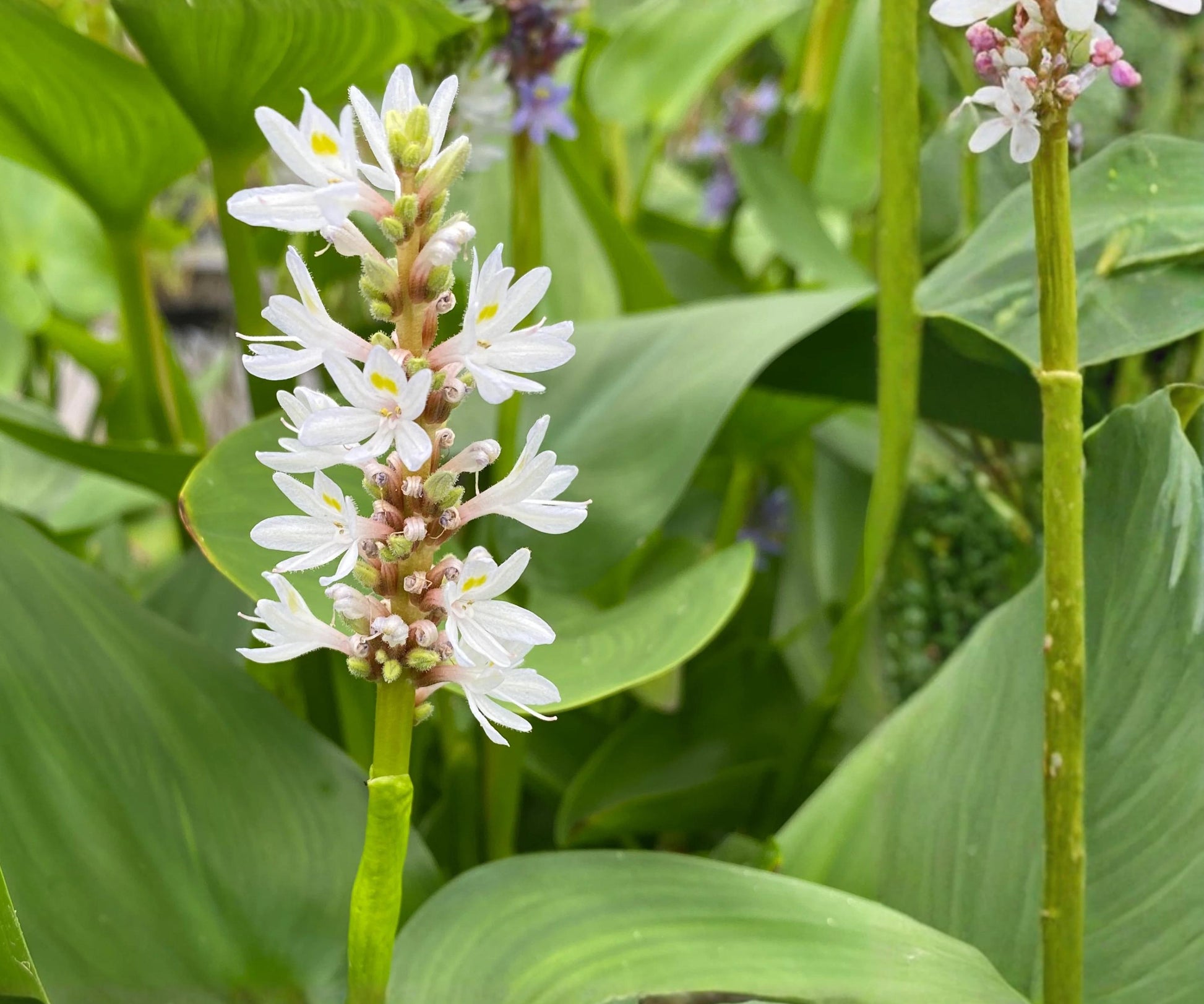 White Pickerel Weed - Live Aquatic Marginal Plant - Pontederia cordata - Hardy Bog Flower - 2" Pot - Attracts Pollinators