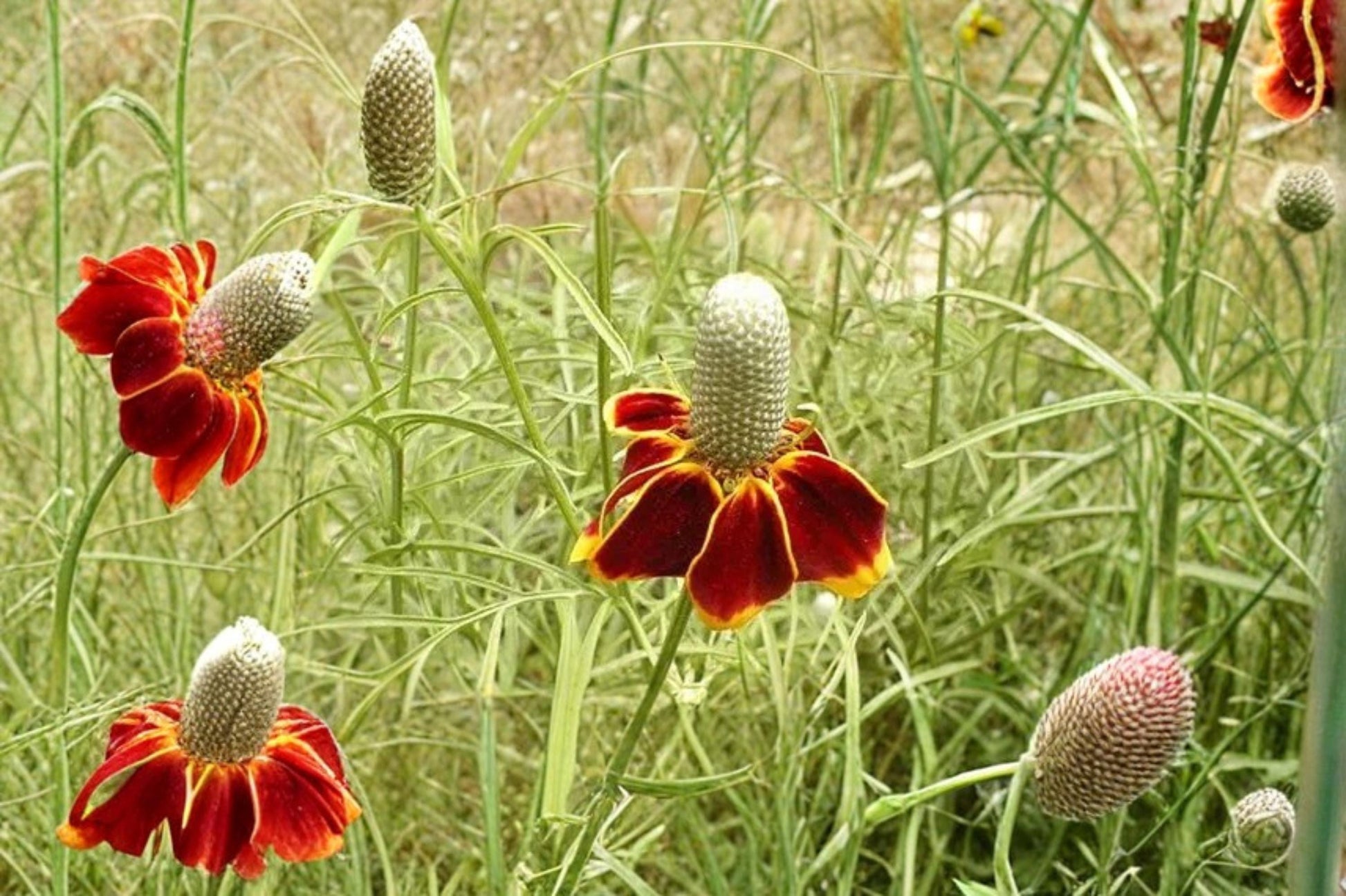 Mexican Hat Wildflower Seeds - 250 Count - Ratibida columnifera pulchra - Drought Tolerant Red Yellow Blooms for Pollinators
