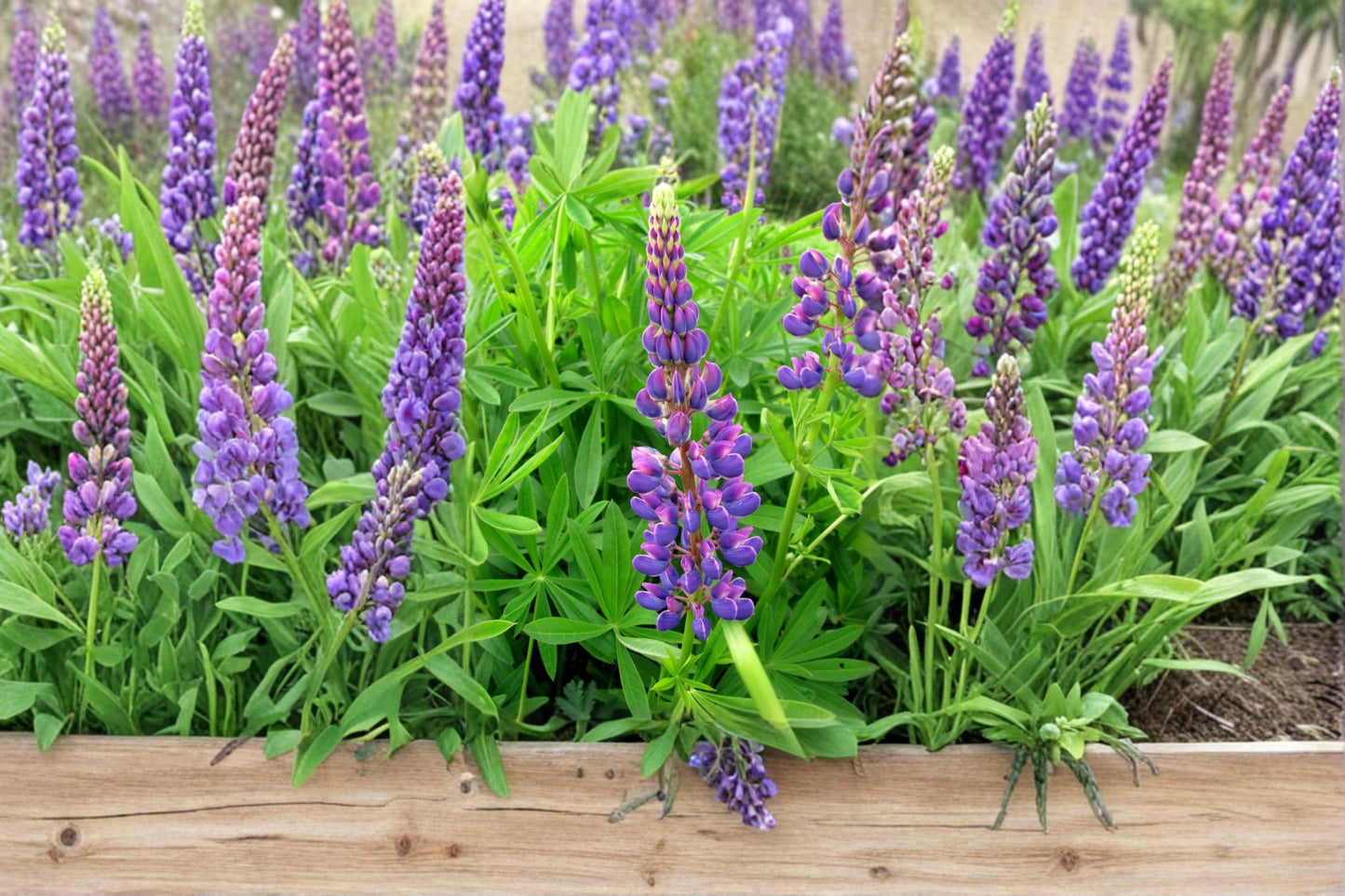 Large Leaf Lupine Seeds - 20 Perennial Flower Seeds - Lupinus polyphyllus - Colorful Blooms in Blue, Purple, Pink, White