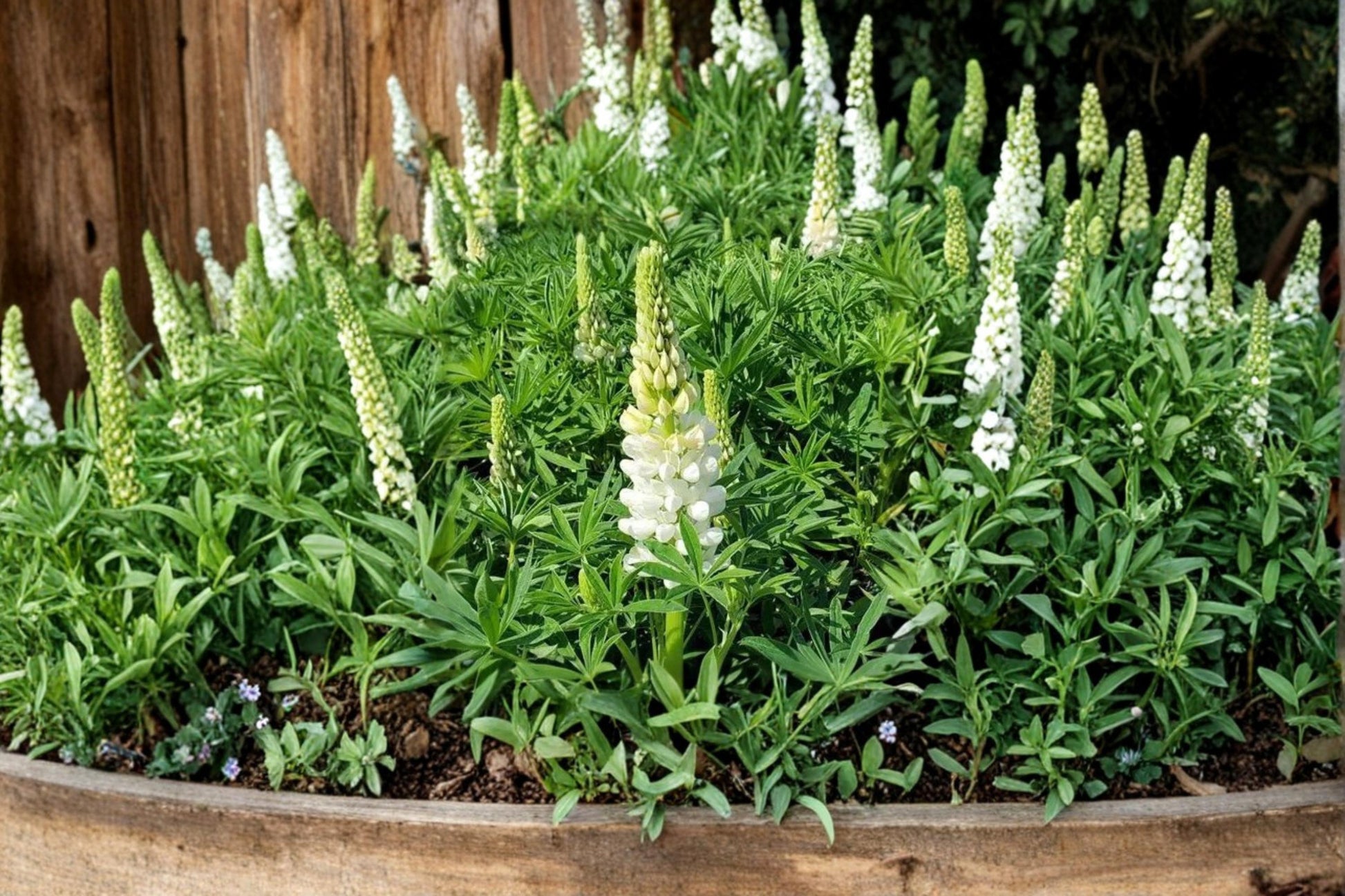 White Lupine Seeds - 20 Perennial Flower Seeds - Lupinus polyphyllus - White Flower Spikes for Garden Borders & Meadow Planting
