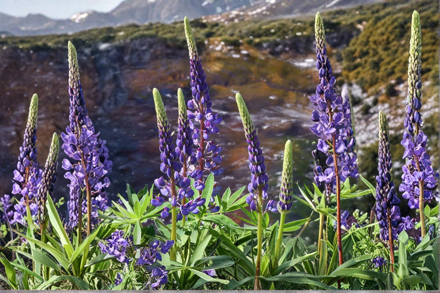 Riverbank Lupine Seeds - 15 Seeds - Purple to Blue Flowering Perennial - Lupinus rivularis - Nitrogen-Fixing Wildflower