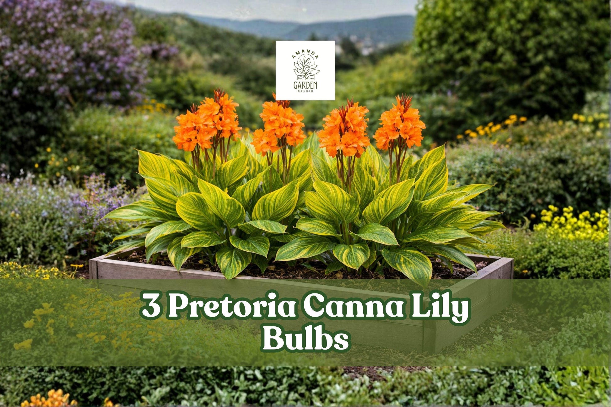Pretoria Canna Lily Bulbs – 3 Orange Tropical Blooms (Canna indica) for Garden Beds, Borders, and Containers