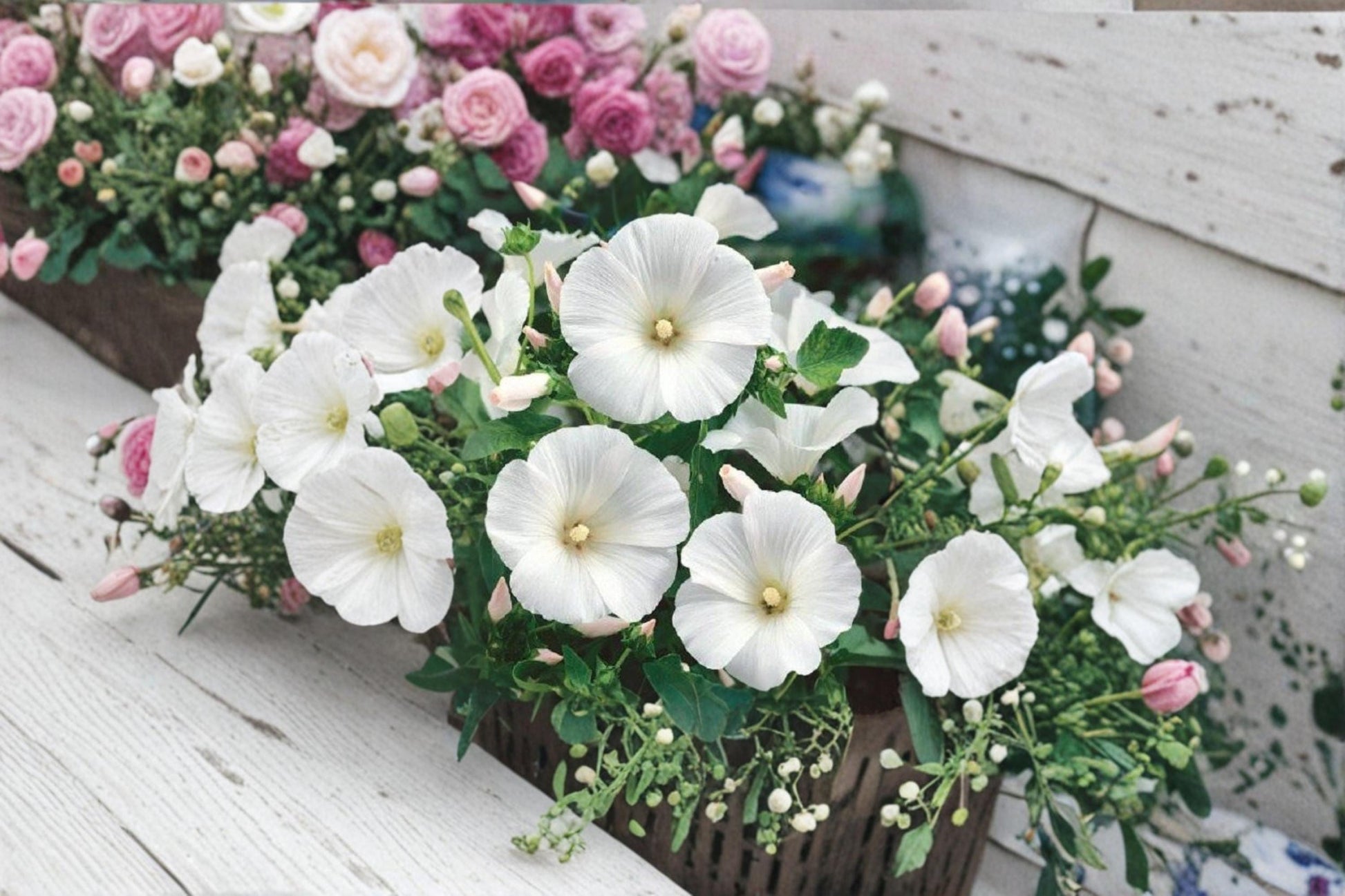 Dwarf White Rose Mallow Seeds - 40 Seeds Lavatera trimestris - Annual Flowering Plant for Garden Borders and Seasonal Blooms
