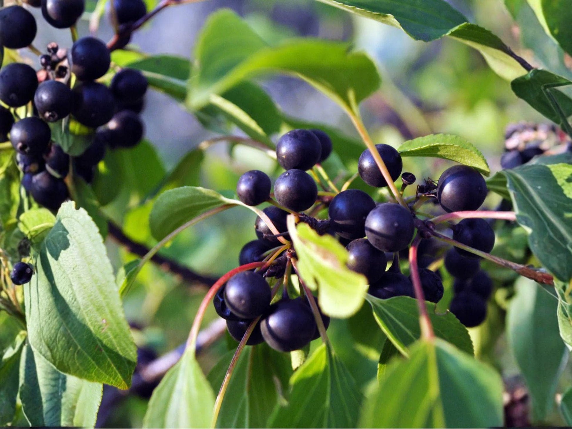 Black Cherry Trees - 2 ft Tall Bare Root - Prunus serotina - Edible Fruit Tree for Wildlife, Spring Flowers, Native Plant
