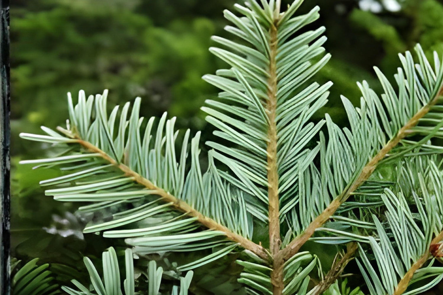 European Silver Fir Seeds (10) - Abies alba - Elegant Evergreen Tree for Landscapes and Bonsai - Cold Hardy and Easy to Grow
