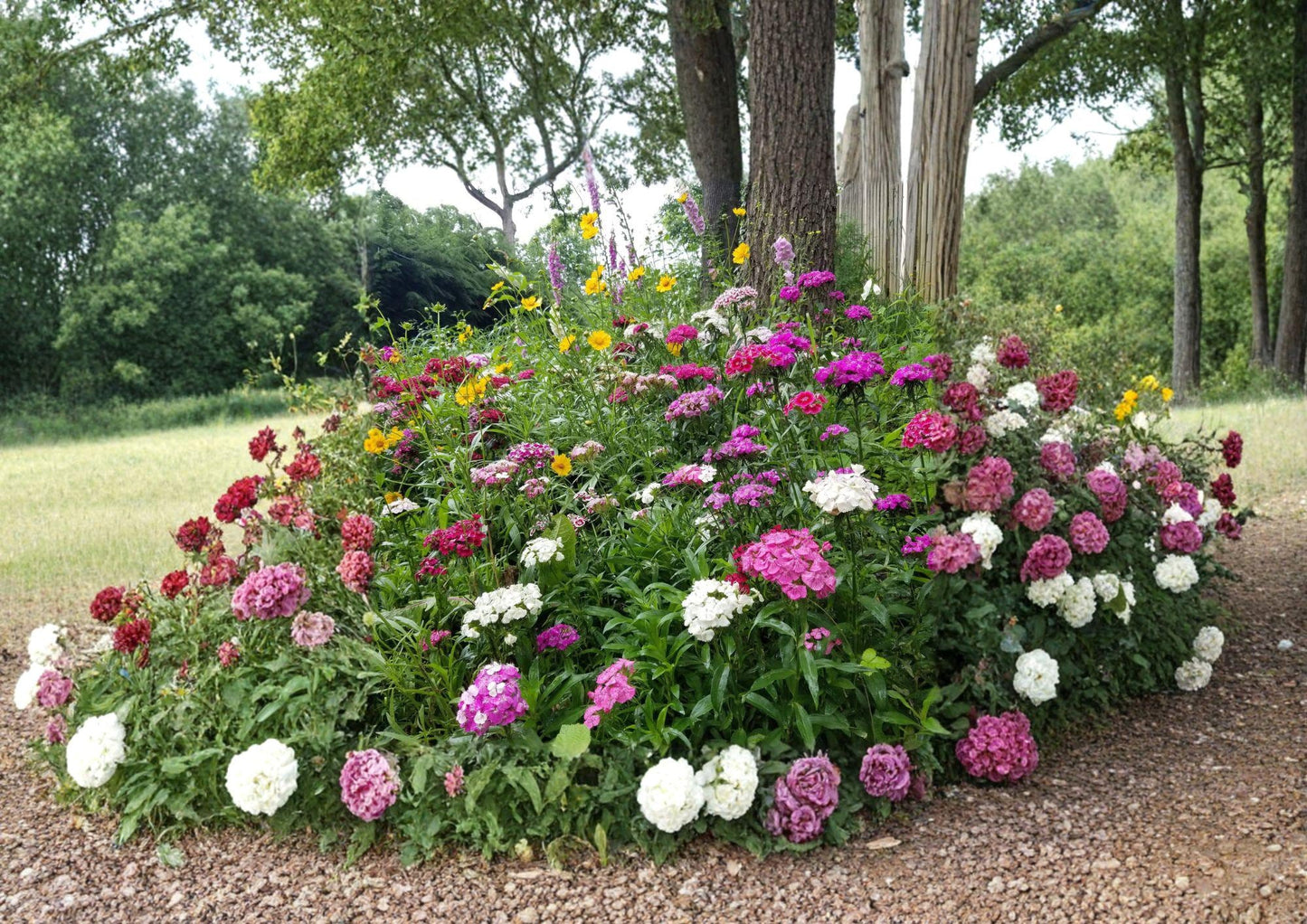 Wildflower Seed Mix - 500+ Non-GMO Seeds, Partial Shade Perennial & Annual Blend for Pollinator-Friendly Gardens