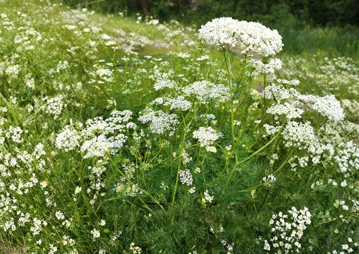 Caraway Seeds 300+ Pack Fresh Harvest Non-GMO Culinary Herb Seeds for Planting - Carum carvi