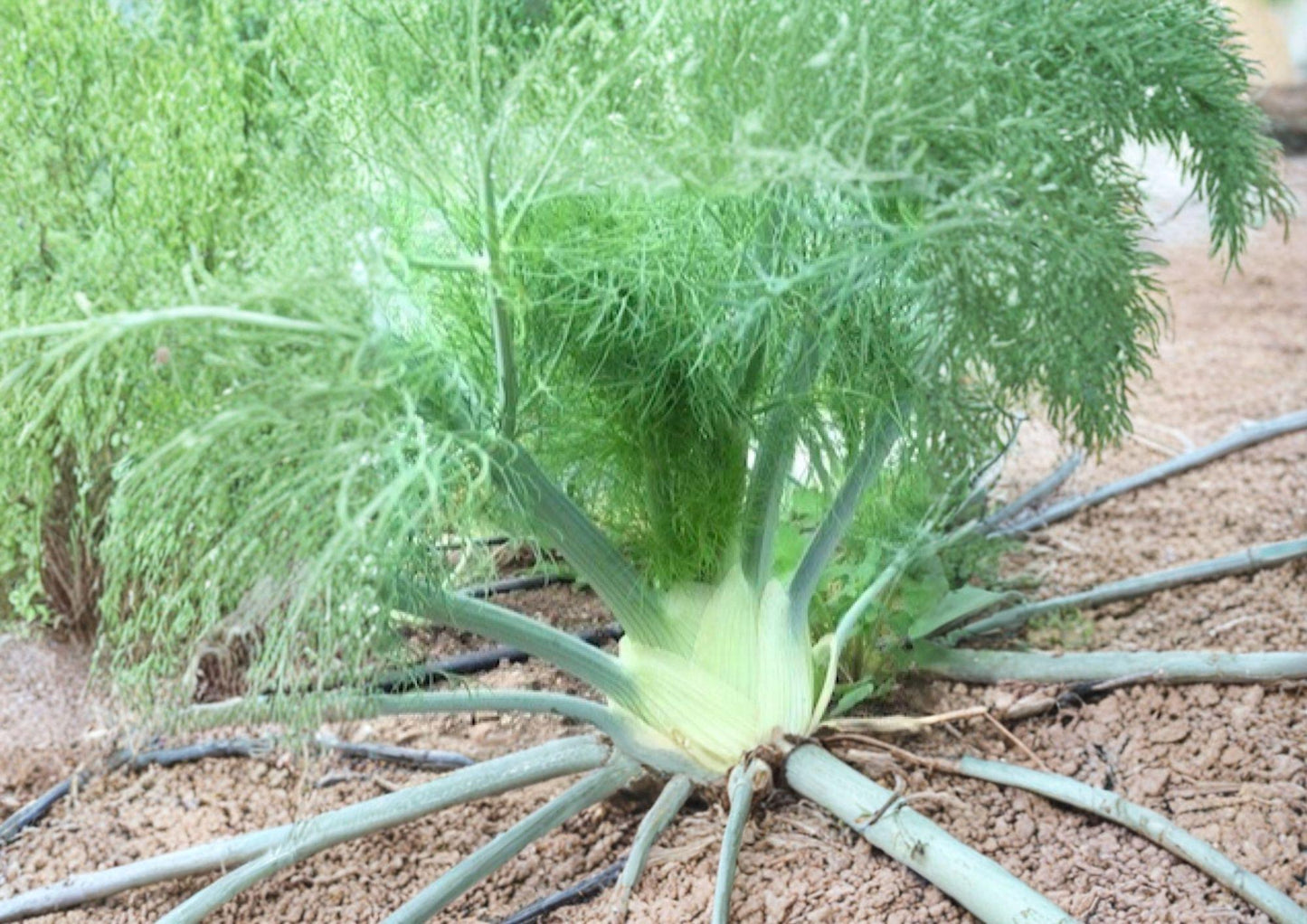Florence Fennel Seeds - 200+ Heirloom Non-GMO Culinary & Medicinal Seeds for Garden Planting, Foeniculum Vulgare