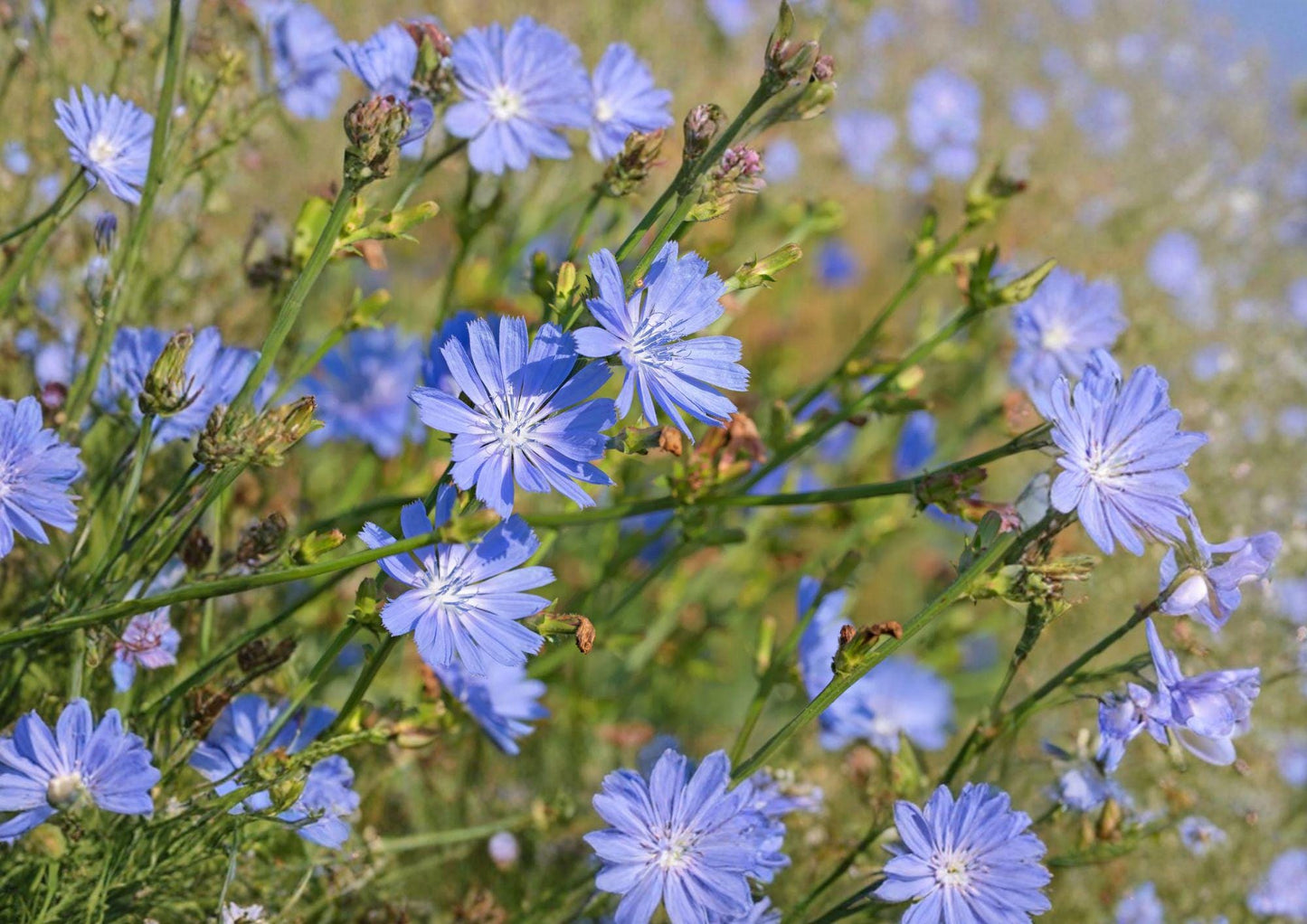 Chicory Seeds 1000+ Heirloom Blue Cichorium Intybus Dandelion Coffeeweed Succory Herb Pollinator Garden Non-GMO