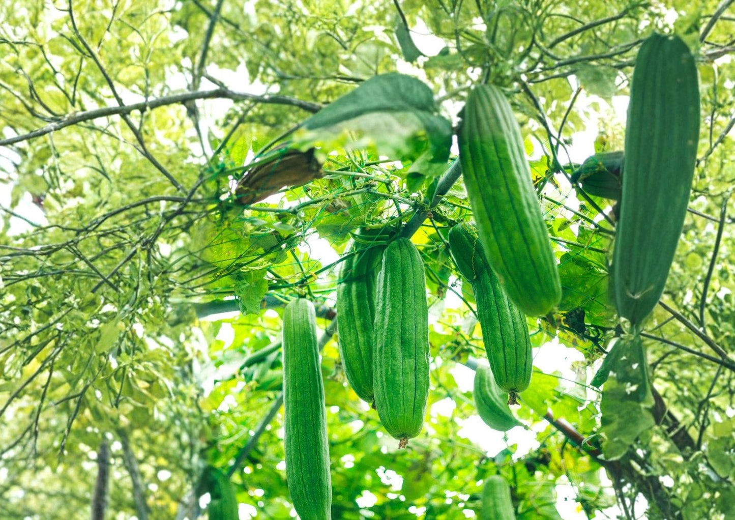 Luffa Gourd Seeds - 10+ Heirloom Non-GMO Loofah Sponge Vegetable Plant for Garden - Easy to Grow, Natural Bath Sponge