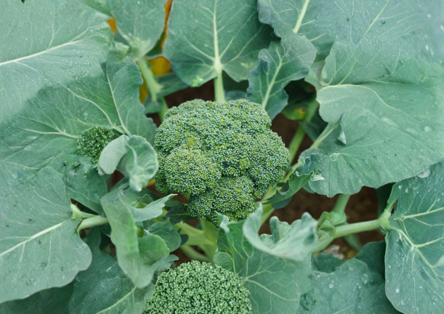 Calabrese Broccoli Seeds 500+ Non-GMO Heirloom Vegetable Brassica Oleracea High Yield for Garden Planting