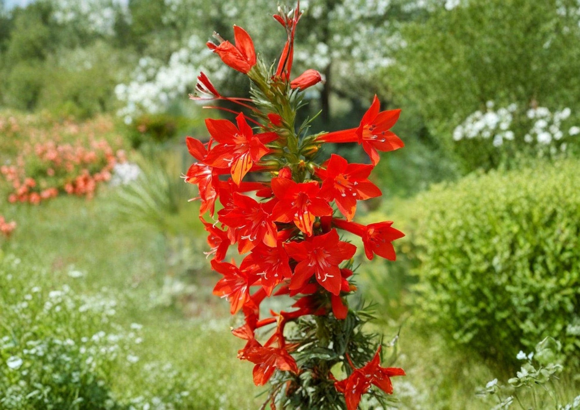 Standing Cypress Seeds - 100+ Heirloom Wildflower Seeds, Ipomopsis Rubra, Hummingbird & Pollinator Friendly, Red Flower Spikes