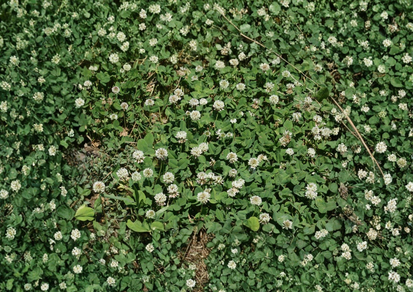 White Dutch Clover Seeds - 1000+ Non-GMO Perennial Legume Cover Crop for Lawn, Ground Cover, Nitrogen Fixing Plant