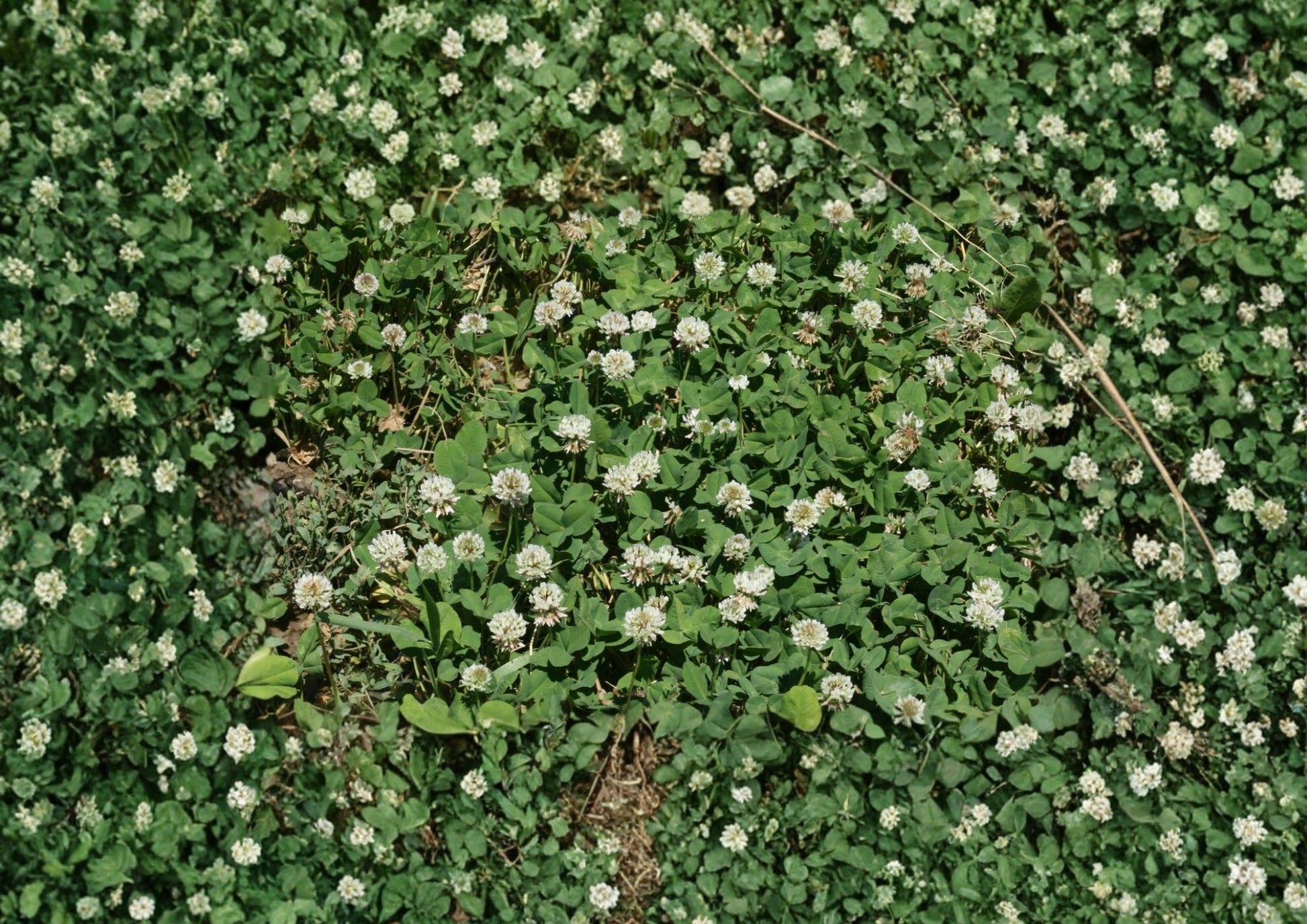 White Dutch Clover Seeds - 1000+ Non-GMO Perennial Legume Cover Crop for Lawn, Ground Cover, Nitrogen Fixing Plant