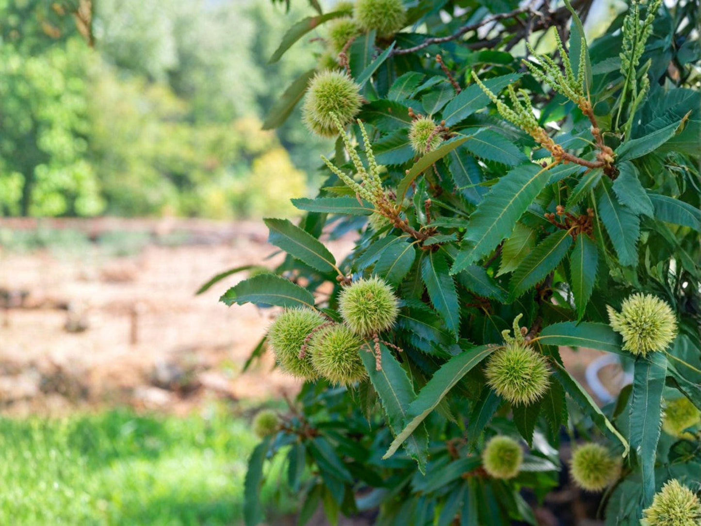 Chinese Chestnut Trees - 2 ft Bare Root Edible Nut Plant - Castanea mollissima - Ideal for Orchards & Landscapes