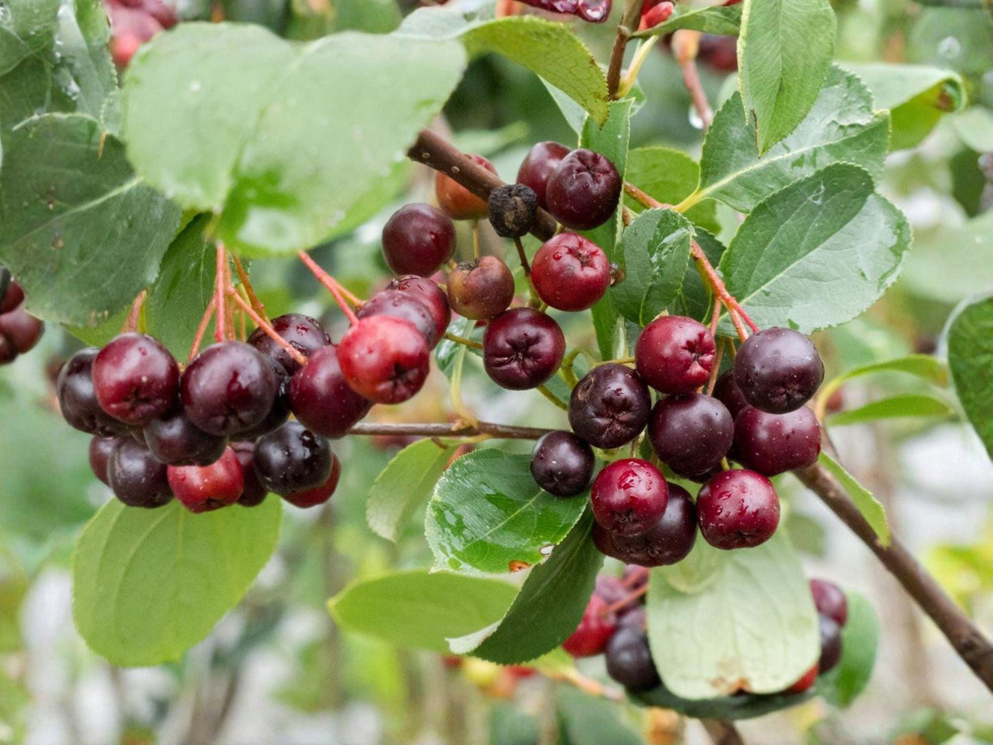 Black Chokeberry Plants - 2 Live Shrubs, Edible Berry, Wildlife Garden, Aronia melanocarpa, 18-24 in Tall