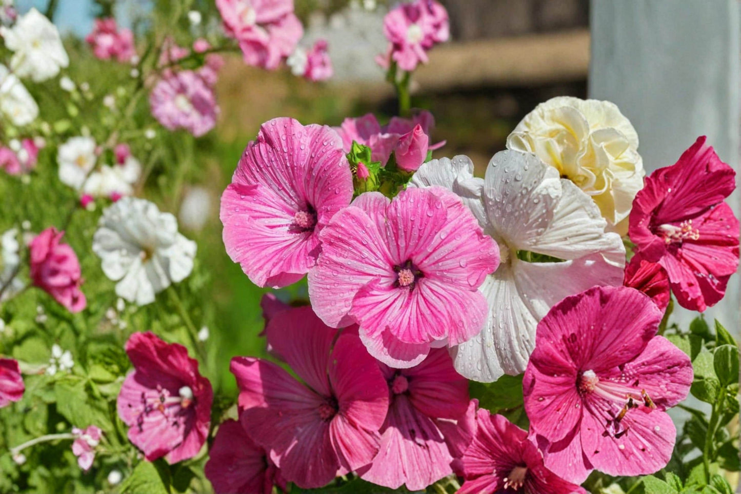 Dwarf Rose Mallow Seeds - 40 Pack - Mixed Color Annual Flowering Plant - Lavatera trimestris - Compact Garden Blooms