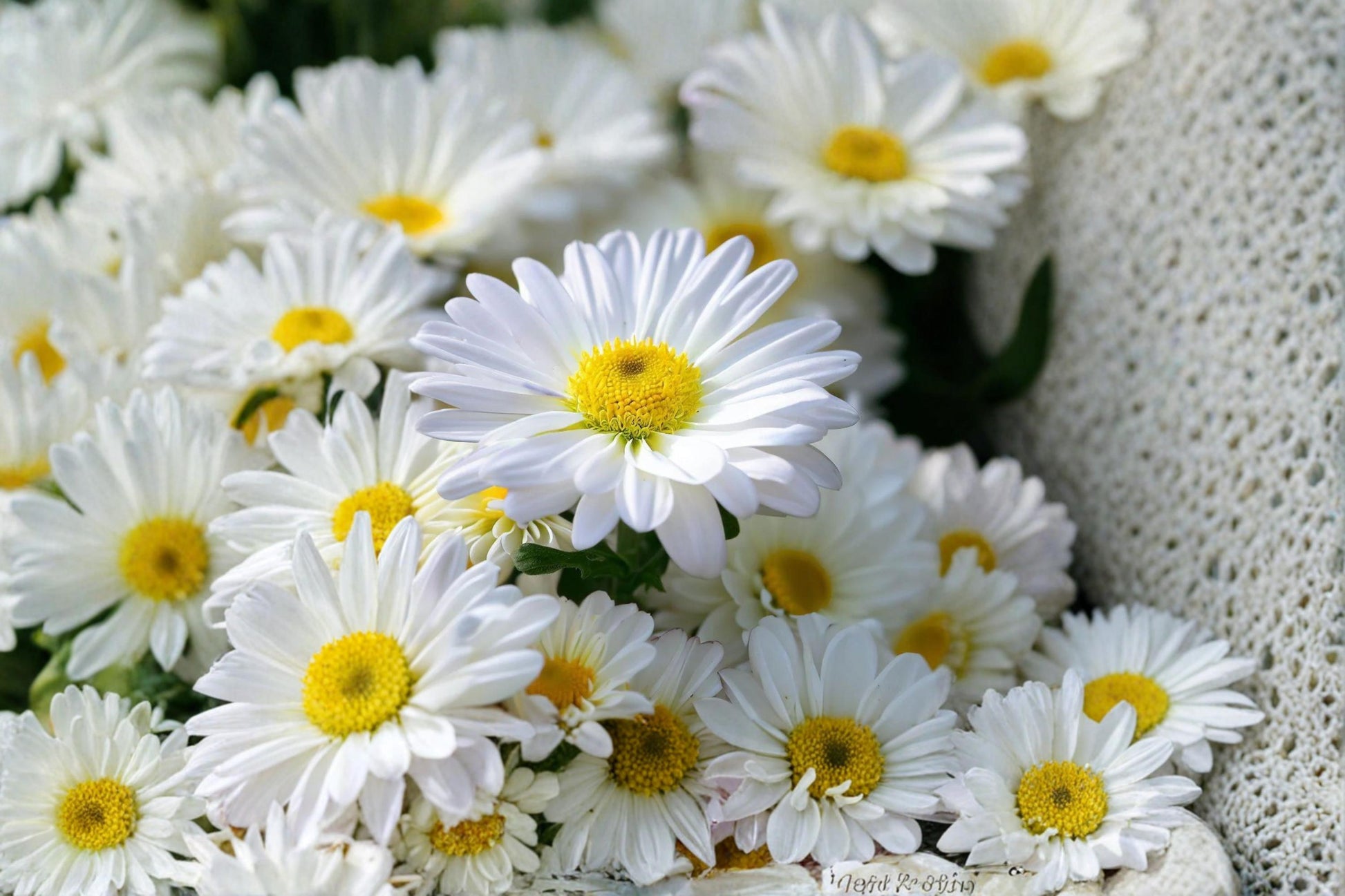Shasta Daisy Seeds - 100 Perennial Seeds - White Flowers with Yellow Center - Chrysanthemum maximum for Garden Borders