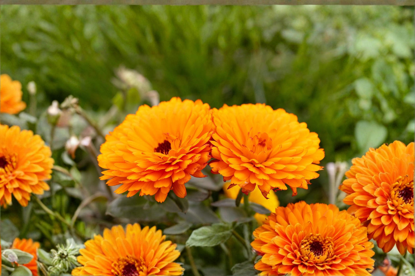 Orange Calendula Seeds - Pacific Beauty Variety - Calendula officinalis - Annual Flower for Garden Borders & Bedding